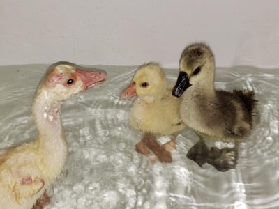 Backyard Poultry, Part 1: Growing Goslings to 4 Weeks Image